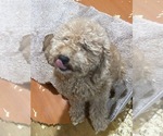 Litter of 2 - Male(s) and Female(s) Goldendoodle (Miniature)Litter of Puppies for Sale - Photo #9