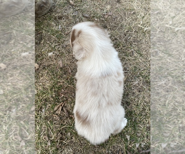 Medium Photo #3 Australian Shepherd Puppy For Sale in TOLEDO, IL, USA