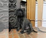 Small Photo #4 Mastiff Puppy For Sale in BRANTLEY, AL, USA