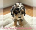 Small #6 Bernedoodle (Miniature)