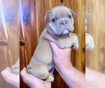 Small Photo #9 Bulldog Puppy For Sale in GREERS FERRY, AR, USA
