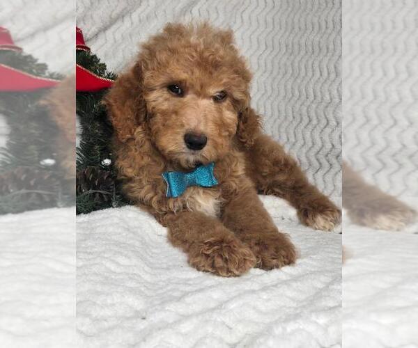 Medium Photo #3 Goldendoodle (Miniature) Puppy For Sale in JASONVILLE, IN, USA