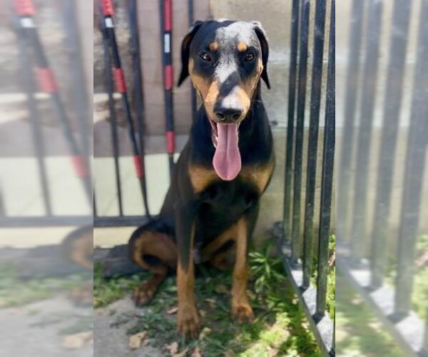 Medium Photo #2 Doberman Pinscher Puppy For Sale in Riverside, CA, USA