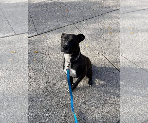 Medium Photo #8 American Pit Bull Terrier-Unknown Mix Puppy For Sale in Germantown, OH, USA