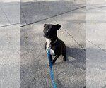 Small #7 American Pit Bull Terrier Mix