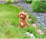 Small #2 Cavapoo (Miniature)