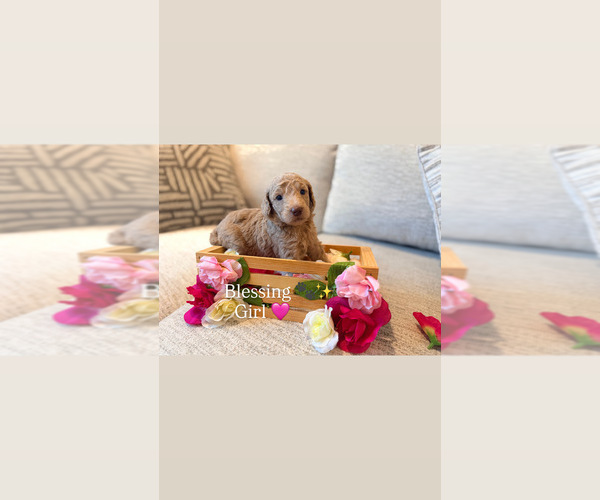 Medium Photo #1 Goldendoodle Puppy For Sale in JACKSONVILLE, FL, USA