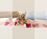 Small Goldendoodle