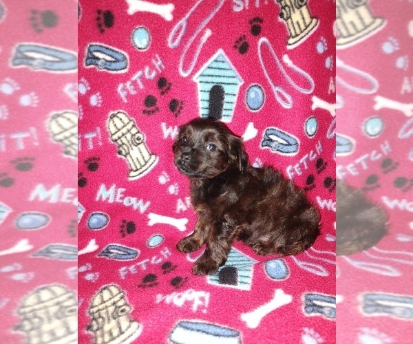 Medium Photo #48 YorkiePoo Puppy For Sale in LAPEER, MI, USA