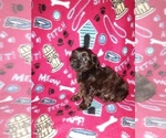 Small #6 YorkiePoo