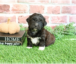 ShihPoo Puppy for sale in SYRACUSE, IN, USA