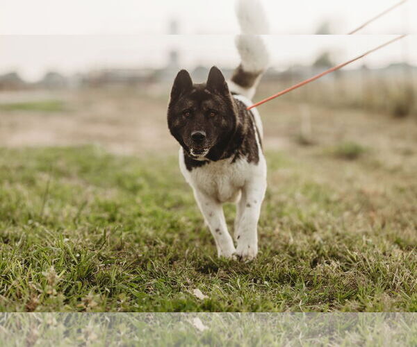 Medium Photo #3 Akita Puppy For Sale in Pottstown, PA, USA