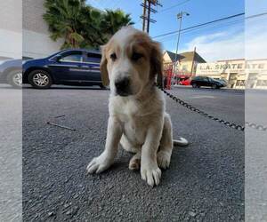 Anatolian Shepherd Puppy for Sale in MONTEBELLO, California USA