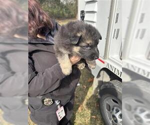 German Shepherd Dog Dogs for adoption in Houston, TX, USA