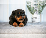 Puppy Maverick Rottweiler