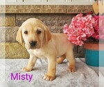 Small Photo #10 Labrador Retriever Puppy For Sale in CATO, NY, USA