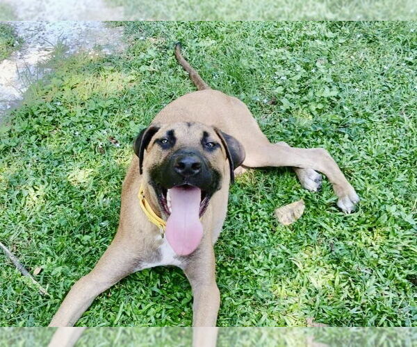 Medium Photo #1 Labrador Retriever-Unknown Mix Puppy For Sale in Oak Bluffs, MA, USA