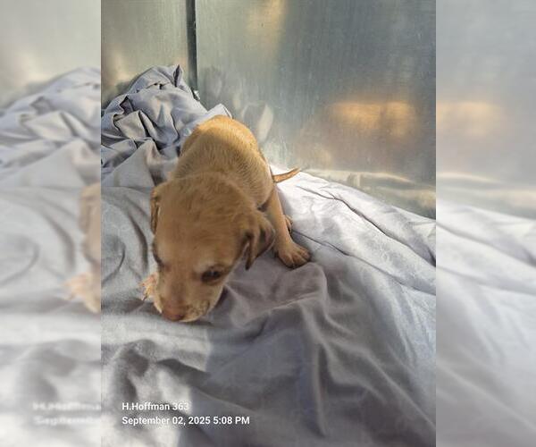 Medium Photo #1 Labrador Retriever-Unknown Mix Puppy For Sale in San Antonio, TX, USA