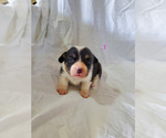 Small Photo #8 Pembroke Welsh Corgi Puppy For Sale in WESTMORELAND, TN, USA