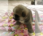 Small Photo #4 Akita Puppy For Sale in LA QUINTA, CA, USA