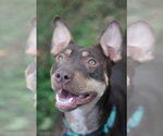 Small #7 American Pit Bull Terrier-Australian Kelpie Mix