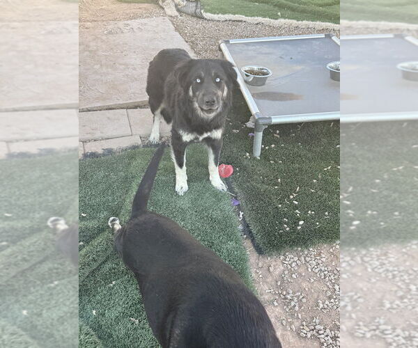 Medium Photo #3 Siberian Husky-Unknown Mix Puppy For Sale in Gilbert, AZ, USA