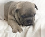 Small Photo #2 French Bulldog Puppy For Sale in HACK, NJ, USA
