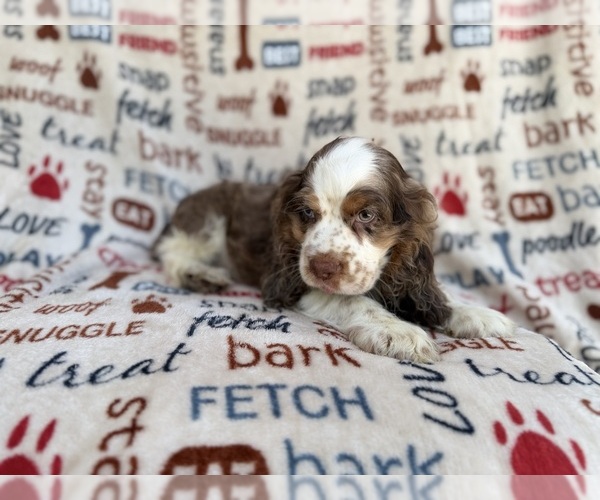 Medium Photo #5 Cocker Spaniel Puppy For Sale in LAKELAND, FL, USA
