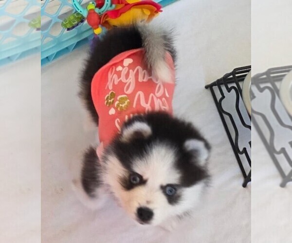 Medium Photo #4 Pomsky Puppy For Sale in DELAWARE, OH, USA