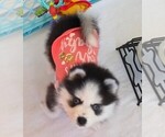 Small #3 Pomsky