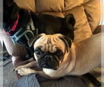 Small #2 Pug