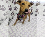 Small #1 Rat Terrier Mix