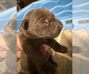 Labrador Retriever Puppy for sale in OSYKA, MS, USA