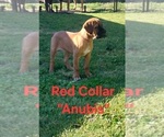 Small #7 Cane Corso