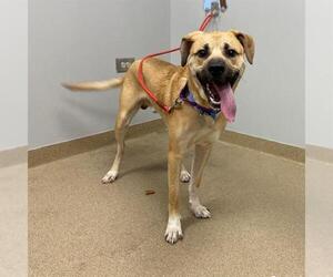 Black Mouth Cur-Unknown Mix Dogs for adoption in Aurora, CO, USA