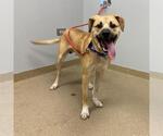 Small Black Mouth Cur Mix