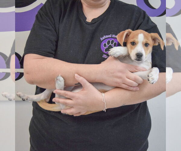 Medium Photo #4 Beagle-Pointer Mix Puppy For Sale in Huntley, IL, USA