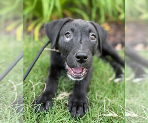 Medium Photo #3 Labrador Retriever-Unknown Mix Puppy For Sale in Greenville, SC, USA