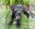 Small #2 Labrador Retriever Mix