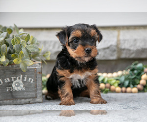 Medium Yorkshire Terrier