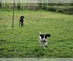 Small Photo #56 German Shorthaired Pointer Puppy For Sale in MCKINNEY, TX, USA