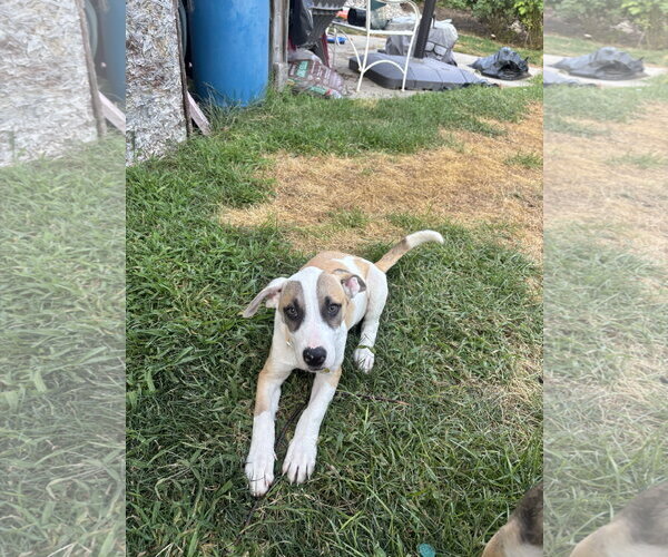 Medium Photo #3 American Pit Bull Terrier-Unknown Mix Puppy For Sale in Sandy, UT, USA