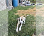 Small #2 American Pit Bull Terrier Mix