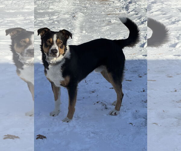 Medium Photo #1 Bernese Mountain Dog-Unknown Mix Puppy For Sale in Duluth, MN, USA