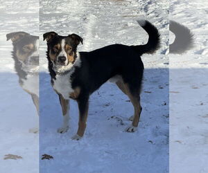 Bernese Mountain Dog-Unknown Mix Dogs for adoption in Duluth, MN, USA