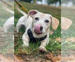 Small Photo #2 Mutt Puppy For Sale in Derwood, MD, USA