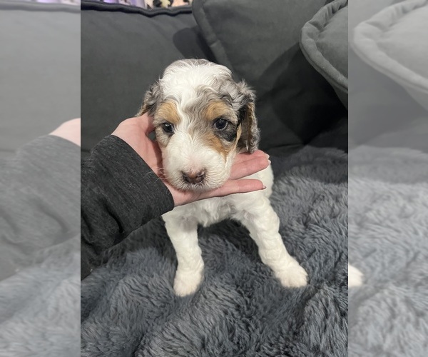 Medium Photo #30 Bernedoodle Puppy For Sale in CLEVELAND, TN, USA