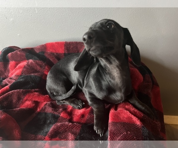 Medium Photo #10 Dachshund Puppy For Sale in PORTLAND, OR, USA