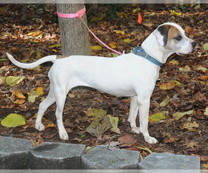 Bailey - Female Mutt Dog for Adoption - Photo #2