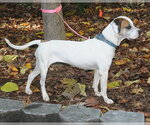 Small Photo #2 Mutt Puppy For Sale in Lake Wylie, SC, USA